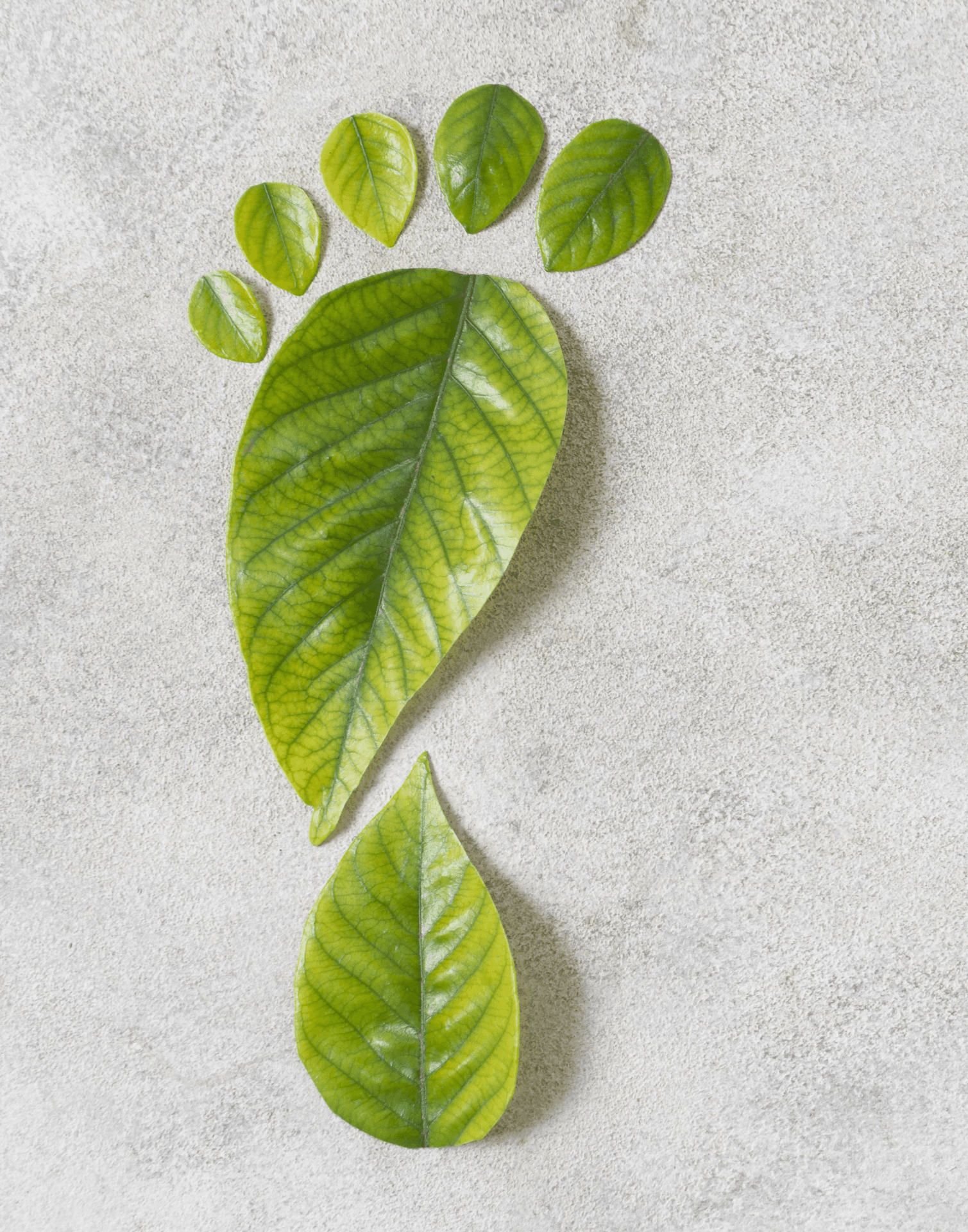 Leaves arranged in the shape of a footprint