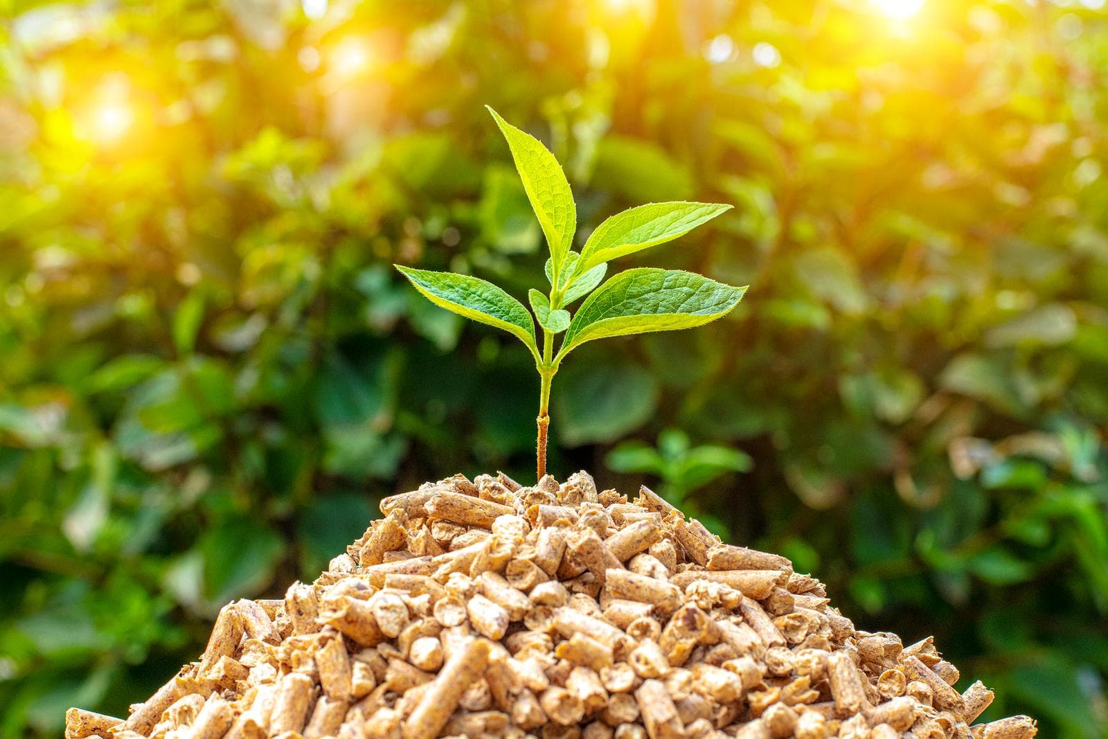 Sustainability Image